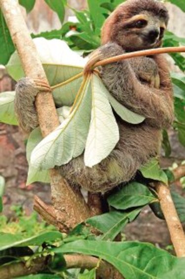 Los perezosos no son mascotas