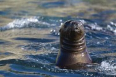 Riqueza magallánica