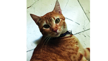 La Gatúbela panameña