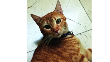 La Gatúbela panameña