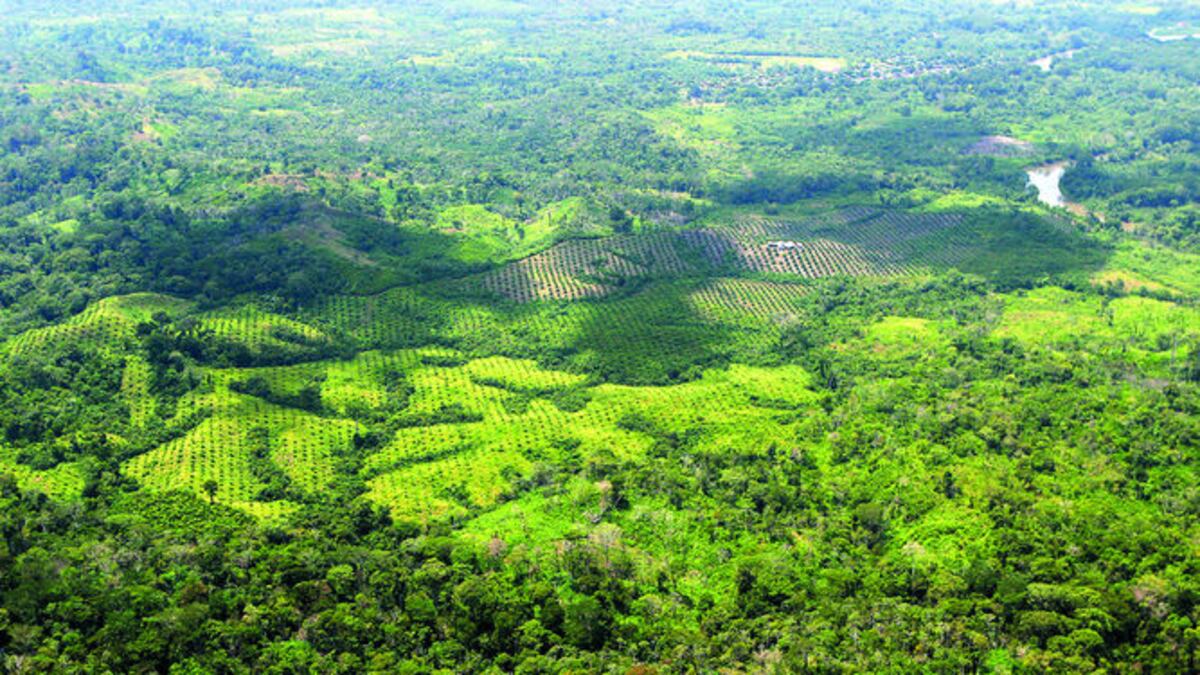 El cultivo de la palma en Boca de Cupe está dentro del Bosque Protector Alto Darién, zona de amortiguamiento del Parque Nacional Darién.