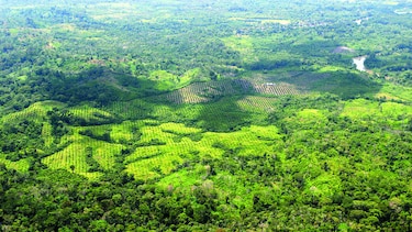 La palma, sin ley ni orden en Panamá