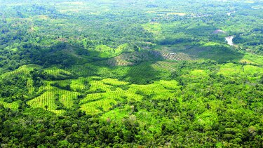 La palma, sin ley ni orden en Panamá