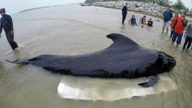 Muere una ballena después de tragarse 80 bolsas de plástico