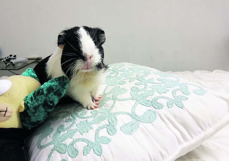 Conozcan a Zoe Mau Mau