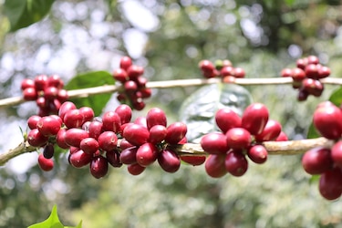 El árbol del exclusivo café geisha panameño conserva la pureza genética original de África