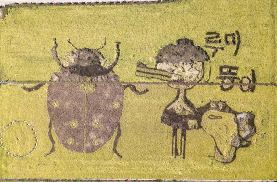 En Corea del Sur, los arrozales se convierten en obras de arte