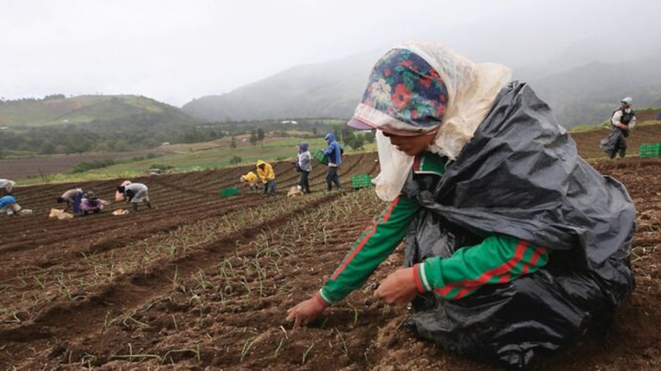 Escasez de cebolla por altos precios y baja producción local