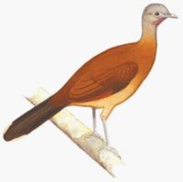 Otros habitantes La chachalaca Fauna y flora urbana Jorge Ventocilla/Instituto Smithsonian