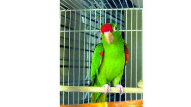 Consentidos: Crispín