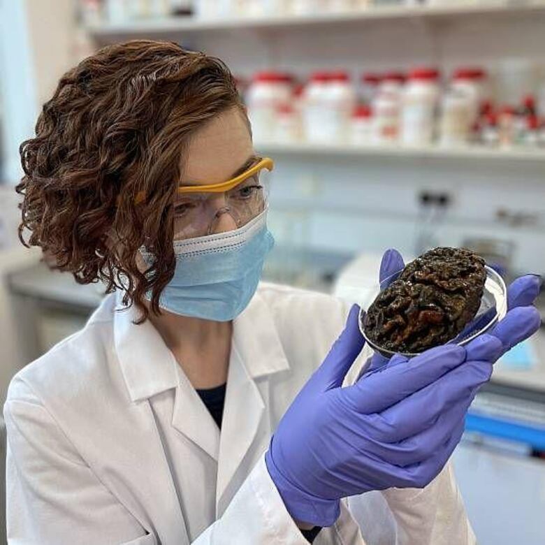 La científica que colecciona cerebros antiguos y busca descifrar por qué pueden perdurar hasta miles de años