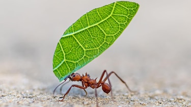 5 formas en las que los insectos toman decisiones y resuelven problemas