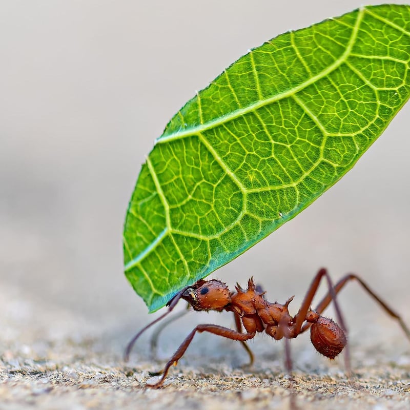 5 formas en las que los insectos toman decisiones y resuelven problemas