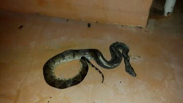 Apagón en Chiriquí por culpa de una serpiente