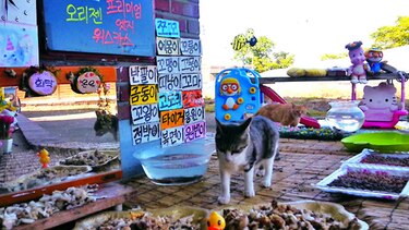 Gatos Callejeros, lo más visto en la web en Corea