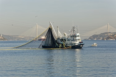 CSJ confirma legalidad del decreto ejecutivo que prohíbe la pesca de arrastre