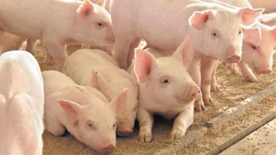 China afirma que compró carne de cerdo y soja a Estados Unidos