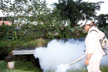 Minsa pide que se mantengan las medidas de prevención contra el dengue