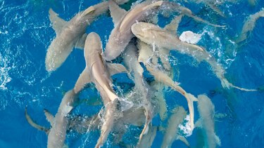 Panamá ratifica acuerdo de la OMC para frenar la sobrepesca