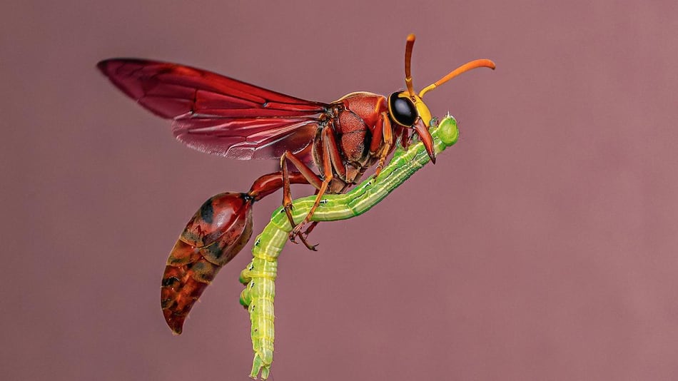 Las deslumbrantes imágenes de los premios Fotógrafo de la Vida Silvestre 2025