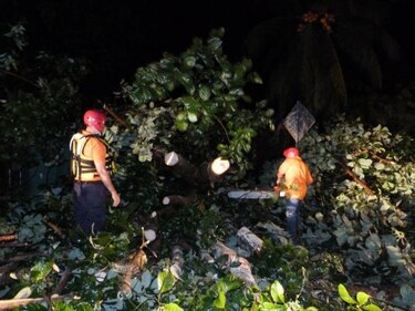 Fuertes vientos provocan caídas de árboles en Chiriquí