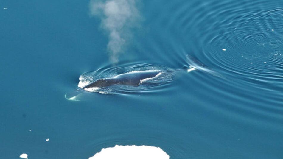 Las ballenas boreales, prolíficas compositoras e intérpretes