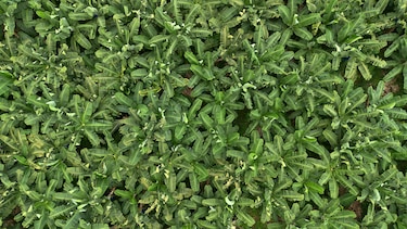 Lo que el gobierno de Panamá le ofreció a Chiquita para reactivar las fincas bananeras en Bocas del Toro