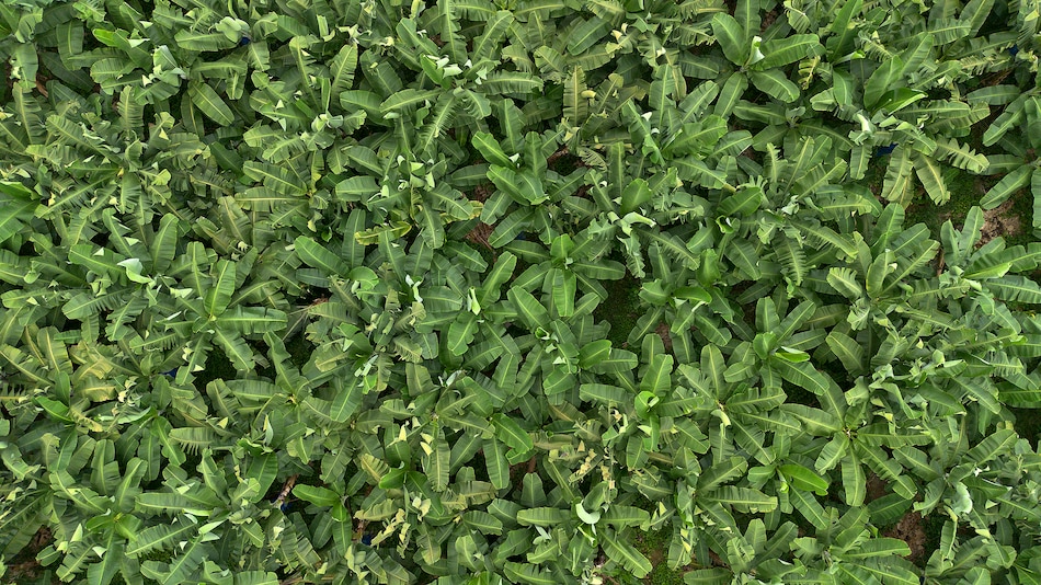 Acuerdo con Chiquita en Panamá establece que las fincas bananeras serán operadas por terceros