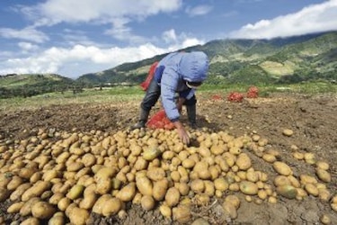 Chiriquí: donde el orgullo se siembra… y la resiliencia se cosecha