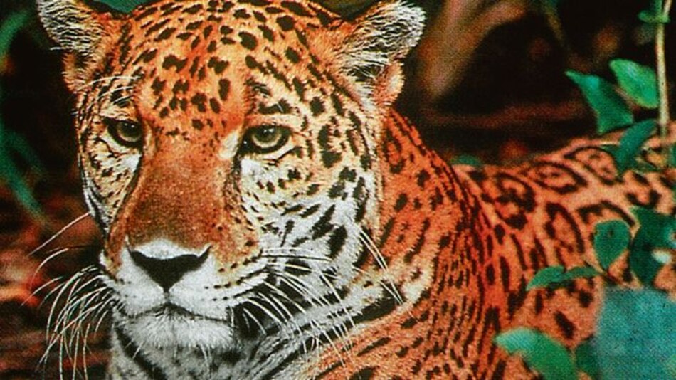 Capturan a un traficante de colmillos de jaguar en Bolivia