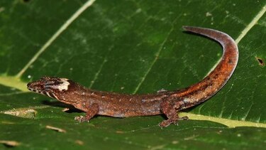 Científicos descubren tres especies de lagartijas en Panamá