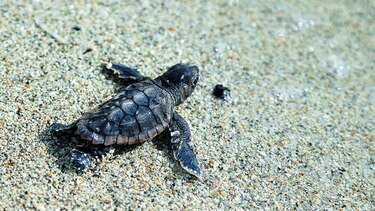 El océano espera por una tregua