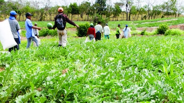 Sequía azota cultivos de sandía