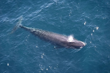 Demandan a Gobierno Trump por poner en peligro a ballenas y tortugas del Golfo de México 