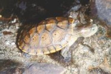 Otros habitantes La tortuga acuática