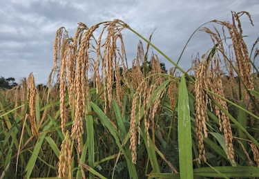 Cultivo de arroz, en riesgo