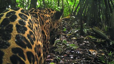 Una oportunidad para el jaguar