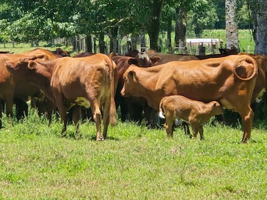 Ganaderos desafían presión tica: ‘No entrará ni carne ni leche por acuerdos políticos’