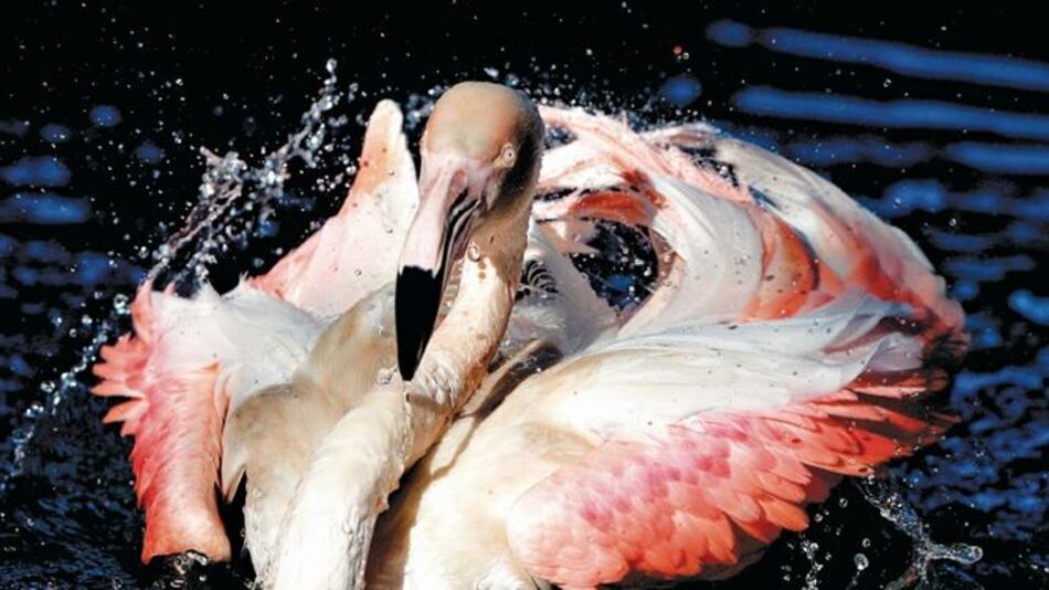 Película causa la pérdida de 500 huevos de flamencos