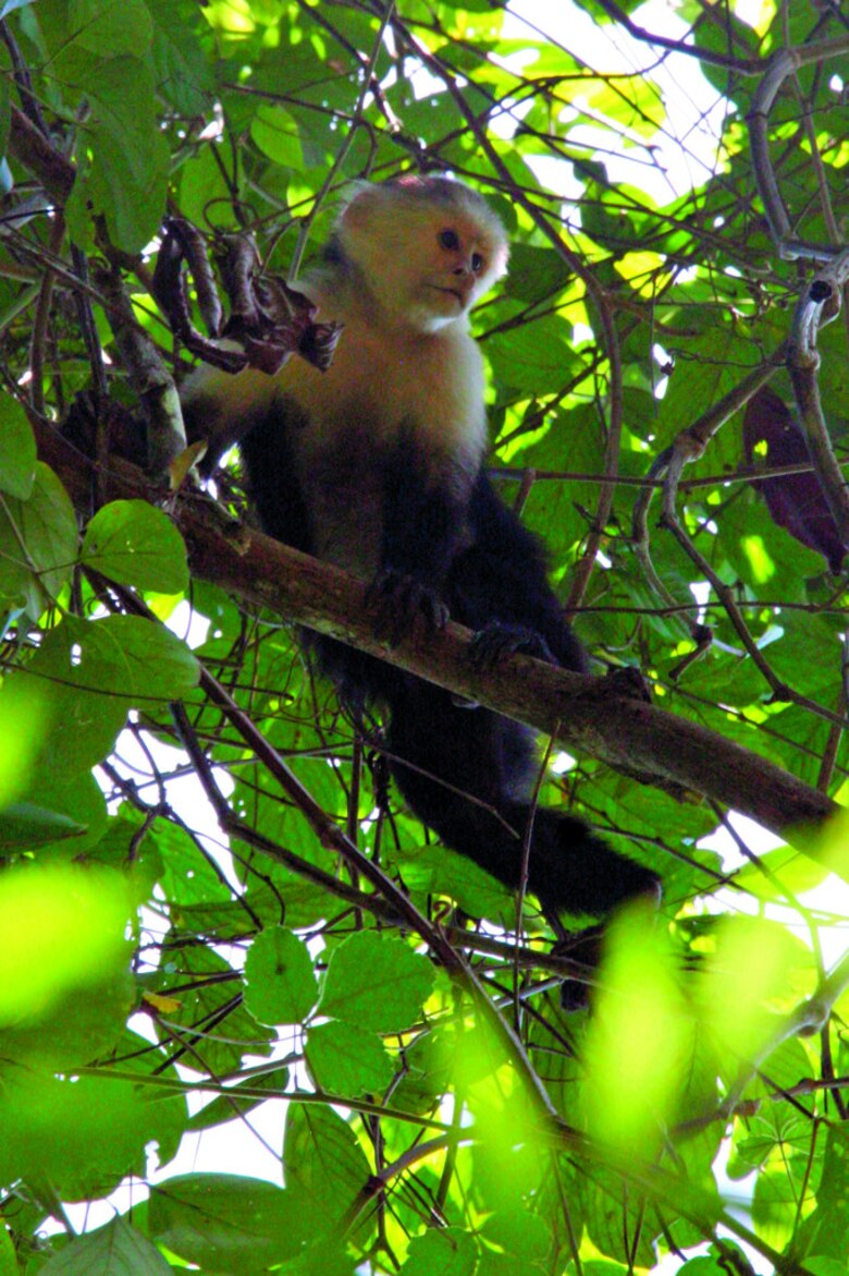 Los habitantes de Coiba
