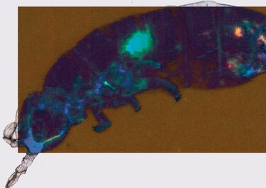 El microplástico ha llegado a lo profundo de la cadena alimenticia