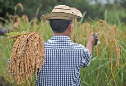 Arroz: productores descartan desabastecimiento pese a caída en la siembra e implementan tecnología contra el cambio climático