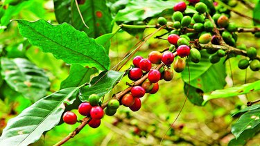 La pandemia amenaza la próxima cosecha de café