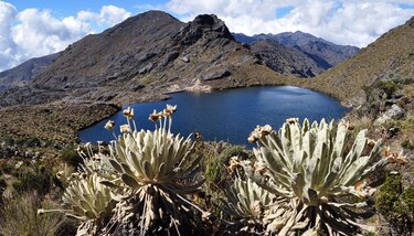 Colombia gana demanda internacional a la minera canadiense Red Eagle, por proyecto en la reserva de Santurbán