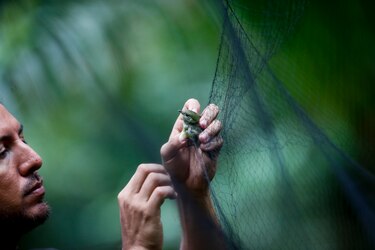 La búsqueda de nuevas especies en una reserva de Panamá rica en biodiversidad