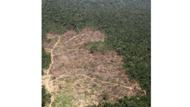 Deforestación de la Amazonía brasileña aumenta un 85.3% 