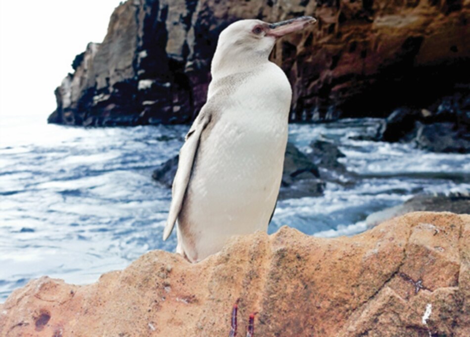 Galápagos: Descubren ‘raro’ pingüino blanco