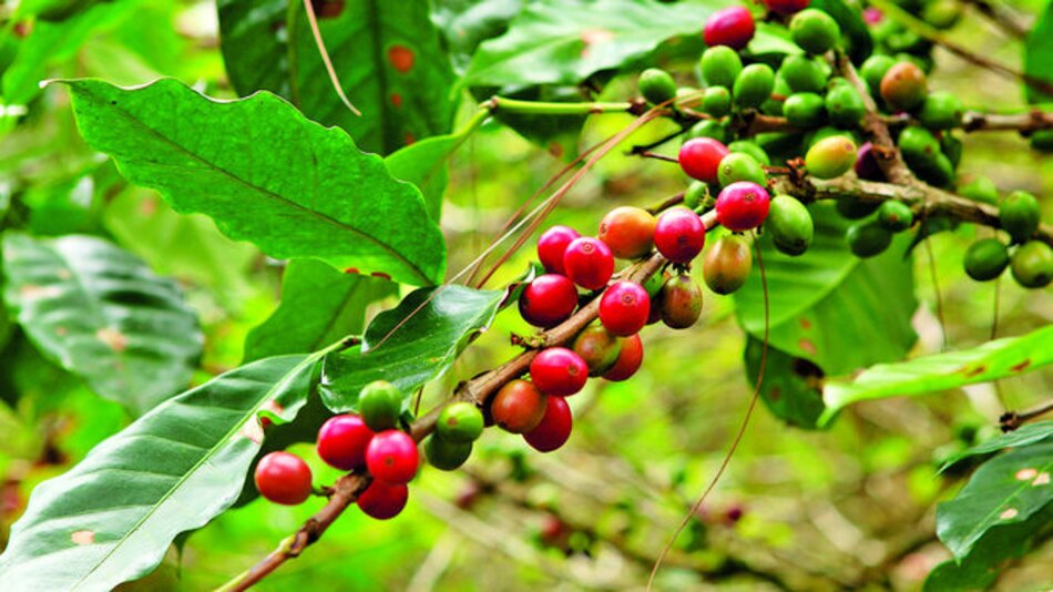 Nicaragua amplía áreas de cultivo de café robusta