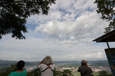 Llega la época de mayor migración de aves