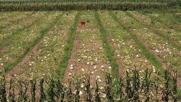 Reactivar agro en Azuero requiere $580.6 millones